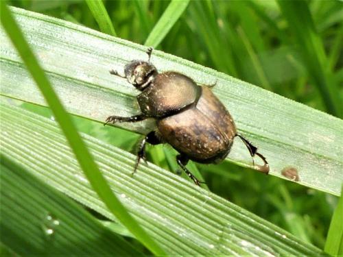 Onthophagus sp.